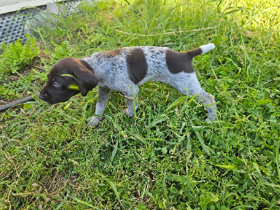 Les chiots de Braque allemand à poil court