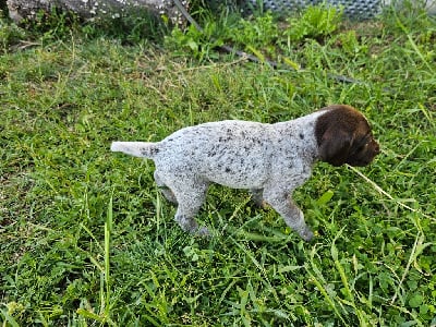 Les chiots de Braque allemand à poil court