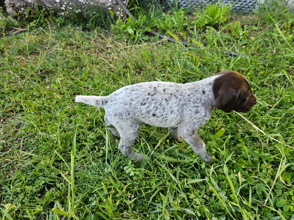 CHIOT 1 - Braque allemand à poil court