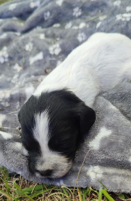 Les chiots de Epagneul Breton