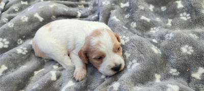 Les chiots de Epagneul Breton
