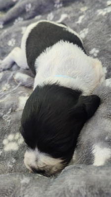 Les chiots de Epagneul Breton