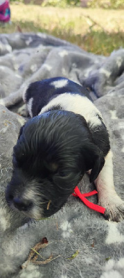 Les chiots de Epagneul Breton