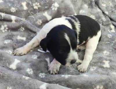 Les chiots de Epagneul Breton