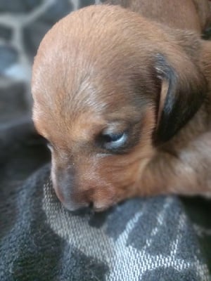 Les chiots de Teckel poil ras