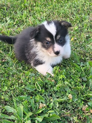 Welsh Corgi Pembroke