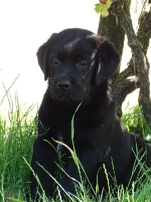 Labrador Retriever