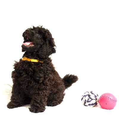 Caniche