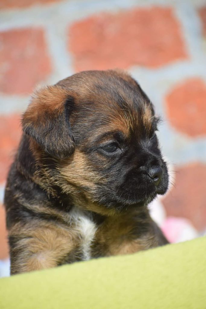 Vlatipa Vianney - Border Terrier