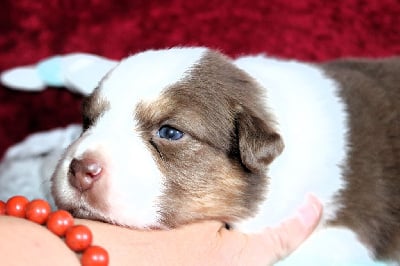 Les chiots de Berger Australien