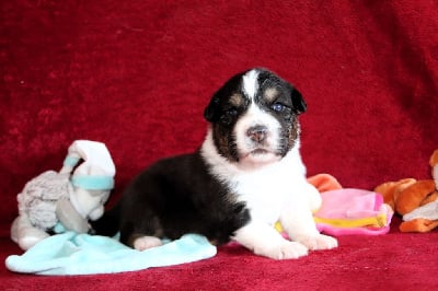 Les chiots de Berger Australien