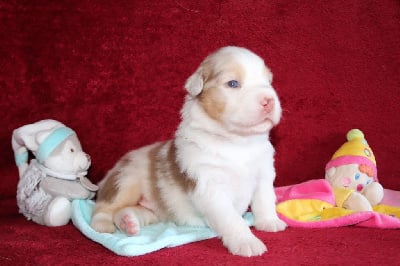 Les chiots de Berger Australien