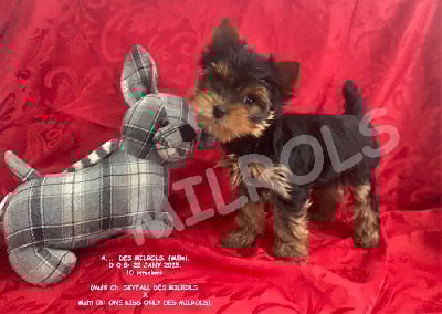 Les chiots de Yorkshire Terrier