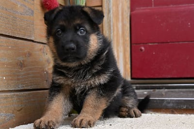 Les chiots de Berger Allemand
