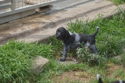 Les chiots de Chien d'arrêt allemand à poil dur