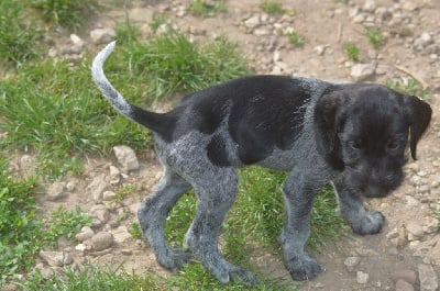 Les chiots de Chien d'arrêt allemand à poil dur