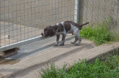 Les chiots de Chien d'arrêt allemand à poil dur