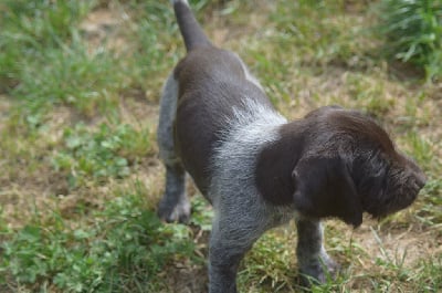 Les chiots de Chien d'arrêt allemand à poil dur