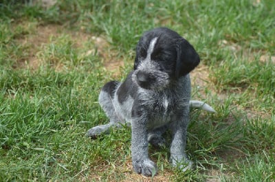 Les chiots de Chien d'arrêt allemand à poil dur