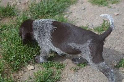 Les chiots de Chien d'arrêt allemand à poil dur