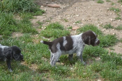 Les chiots de Chien d'arrêt allemand à poil dur