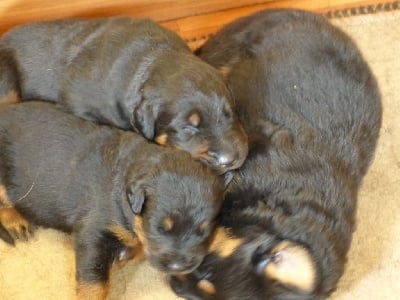 Les chiots de Berger de Beauce