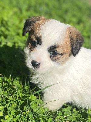 VITAA - Jack Russell Terrier
