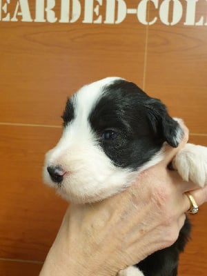 Les chiots de Bearded Collie