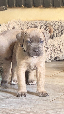 Les chiots de Cane Corso