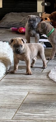 Les chiots de Cane Corso