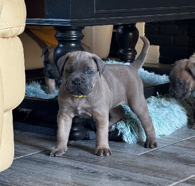 Les chiots de Cane Corso