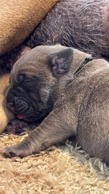 Les chiots de Cane Corso