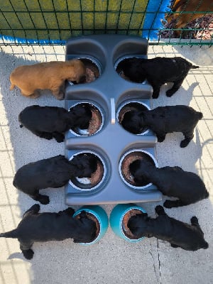 Les chiots de Cocker Spaniel Anglais