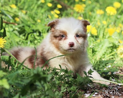 Les chiots de Berger Australien