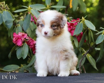 Les chiots de Berger Australien