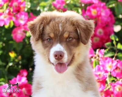 Les chiots de Berger Australien