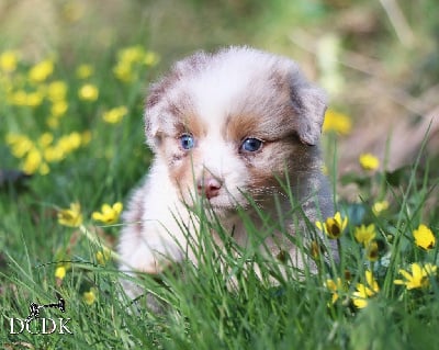 Les chiots de Berger Australien