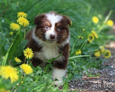 Les chiots de Berger Australien