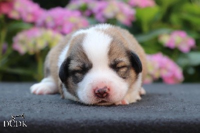 Welsh Corgi Pembroke