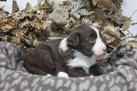 Étalon Bearded Collie - Revelation des Emeraudes du Lac