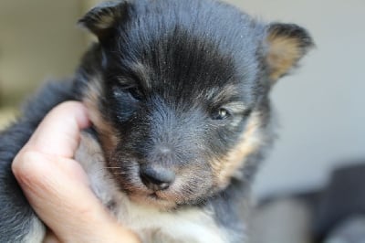 Les chiots de Shetland Sheepdog