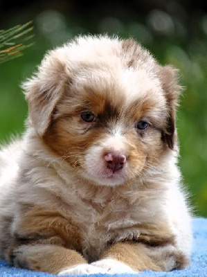 Les chiots de Berger Australien