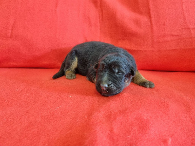 Les chiots de Berger Allemand Poil Long