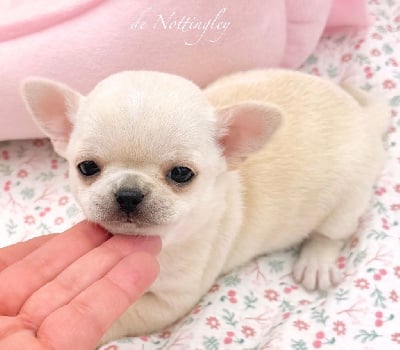 Les chiots de Chihuahua