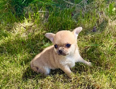 Les chiots de Chihuahua