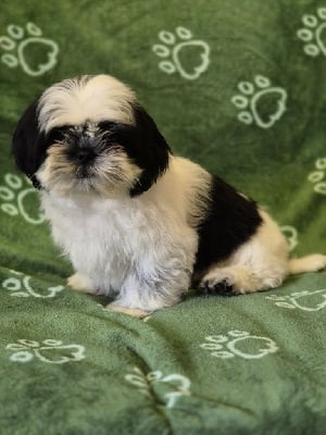Les chiots de Shih Tzu
