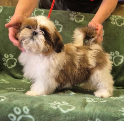 Les chiots de Shih Tzu