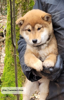 Les chiots de Shiba
