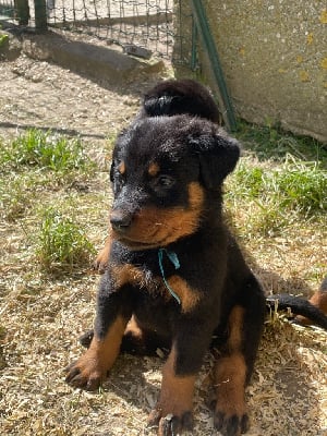 Les chiots de Berger de Beauce