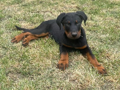 Les chiots de Berger de Beauce
